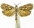  (Hilarographa ribbeiDHJ01 - INB0003514128)  @13 [ ] CreativeCommons - Attribution Non-Commercial Share-Alike (2012) National Biodiversity Institute of Costa Rica National Biodiversity Institute of Costa Rica