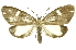  (Tithraustes deiphonICG02 - INB0003521264)  @14 [ ] Copyright (2012) Juan Mata Lorenzen Unspecified