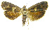  (Hilarographa Phillips4443 - INB0003536729)  @13 [ ] CreativeCommons - Attribution Non-Commercial Share-Alike (2012) National Biodiversity Institute of Costa Rica National Biodiversity Institute of Costa Rica