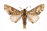  ( - INB0003545218)  @14 [ ] Copyright (2012) I. Chacon Instituto Nacional de Biodiversidad