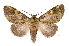  ( - INB0003545220)  @11 [ ] Copyright (2012) I. Chacon Instituto Nacional de Biodiversidad