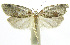  (Cochylinae01 phillipsEPR06 - INB0003545251)  @11 [ ] CreativeCommons - Attribution Non-Commercial Share-Alike (2012) National Biodiversity Institute of Costa Rica National Biodiversity Institute of Costa Rica