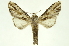  ( - INB0003558366)  @11 [ ] Copyright (2012) Juan Mata Lorenzen INBio