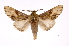  ( - INB0003702078)  @13 [ ] Copyright (2012) I. Chacon Instituto Nacional de Biodiversidad
