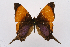  (Marpesia corita - INB0003705754)  @13 [ ] CreativeCommons - Attribution Non-Commercial Share-Alike (2012) National Biodiversity Institute of Costa Rica National Biodiversity Institute of Costa Rica