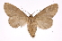  ( - INB0003707173)  @11 [ ] Copyright (2012) I. Chacon Instituto Nacional de Biodiversidad