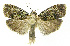  ( - INB0003708591)  @11 [ ] CreativeCommons - Attribution Non-Commercial Share-Alike (2012) National Biodiversity Institute of Costa Rica National Biodiversity Institute of Costa Rica