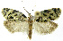  (Cochylinae01 phillipsEPR07 - INB0003726027)  @13 [ ] CreativeCommons - Attribution Non-Commercial Share-Alike (2012) National Biodiversity Institute of Costa Rica National Biodiversity Institute of Costa Rica