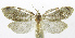  (Cochylinae01 phillipsEPR11 - INB0003756471)  @13 [ ] CreativeCommons - Attribution Non-Commercial Share-Alike (2012) National Biodiversity Institute of Costa Rica National Biodiversity Institute of Costa Rica