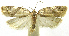  (Argyrotaenia PhillipsEPR08 - INB0003756544)  @12 [ ] CreativeCommons - Attribution Non-Commercial Share-Alike (2012) National Biodiversity Institute of Costa Rica National Biodiversity Institute of Costa Rica