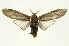  (Lirimiris auriflua - INB0003765905)  @15 [ ] Copyright (2012) Juan Mata Lorenzen Unspecified