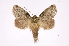  ( - INB0003779588)  @11 [ ] Copyright (2012) I. Chacon Instituto Nacional de Biodiversidad