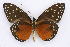  ( - INB0003811796)  @14 [ ] CreativeCommons - Attribution Non-Commercial Share-Alike (2012) National Biodiversity Institute of Costa Rica National Biodiversity Institute of Costa Rica