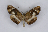  ( - INB0003813341)  @13 [ ] CreativeCommons - Attribution Non-Commercial Share-Alike  National Biodiversity Institute of Costa Rica National Biodiversity Institute of Costa Rica