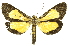  ( - INB0003814075)  @11 [ ] Copyright (2012) Juan Mata Lorenzen INBio