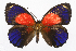 (Doxocopa clothilda - INB0003841871)  @15 [ ] CreativeCommons - Attribution Non-Commercial Share-Alike (2012) National Biodiversity Institute of Costa Rica National Biodiversity Institute of Costa Rica
