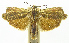  (Hilarographa phillipsEPR04 - INB0003846710)  @11 [ ] CreativeCommons - Attribution Non-Commercial Share-Alike (2012) National Biodiversity Institute of Costa Rica National Biodiversity Institute of Costa Rica