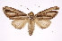  ( - INB0003849938)  @14 [ ] Copyright (2012) I. Chacon Instituto Nacional de Biodiversidad