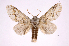  (Lobeza medinaICG01 - INB0003928842)  @14 [ ] Copyright (2012) I. Chacon Instituto Nacional de Biodiversidad