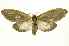  (Truncaptera gigantea - INB0003935030)  @15 [ ] Copyright (2012) Juan Mata Lorenzen Unspecified