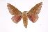  (Syssphinx collaDHJ01 - INB0003935086)  @14 [ ] Copyright (2012) I. Chacon Instituto Nacional de Biodiversidad