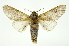  (Macrurocampa dolorosaICG01 - INB0003935323)  @14 [ ] Copyright (2012) Juan Mata Lorenzen Unspecified