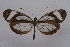  ( - INB0003938154)  @13 [ ] CreativeCommons - Attribution Non-Commercial Share-Alike (2012) National Biodiversity Institute of Costa Rica National Biodiversity Institute of Costa Rica