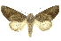  ( - INB0003943017)  @11 [ ] Copyright (2012) Juan Mata Lorenzen INBio