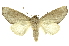  ( - INB0003943017)  @11 [ ] Copyright (2012) Juan Mata Lorenzen INBio
