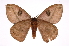  ( - INB0003943355)  @14 [ ] Copyright (2012) I. Chacon Instituto Nacional de Biodiversidad