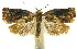  (Argyrotaenia phillipsEPR04 - INB0003955695)  @13 [ ] CreativeCommons - Attribution Non-Commercial Share-Alike (2012) National Biodiversity Institute of Costa Rica National Biodiversity Institute of Costa Rica