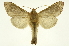  (Pentobesa pinna - INB0003969704)  @11 [ ] Copyright (2012) Juan Mata Lorenzen Unspecified