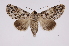  (Sericochroa myconos - INB0003969839)  @14 [ ] Copyright (2012) I. Chacon Instituto Nacional de Biodiversidad