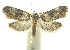  (Tortricin01 phillipsEPR03 - INB0003982819)  @11 [ ] CreativeCommons - Attribution Non-Commercial Share-Alike (2012) National Biodiversity Institute of Costa Rica National Biodiversity Institute of Costa Rica