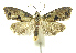  (Clepsis PhillipsEPR05 - INB0003982822)  @14 [ ] CreativeCommons - Attribution Non-Commercial Share-Alike (2012) National Biodiversity Institute of Costa Rica National Biodiversity Institute of Costa Rica