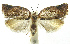  (Argyrotaenia PhillipsEPR10 - INB0003982931)  @11 [ ] CreativeCommons - Attribution Non-Commercial Share-Alike (2012) National Biodiversity Institute of Costa Rica National Biodiversity Institute of Costa Rica