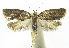  (Clepsis BioLep105 - INB0004016199)  @14 [ ] CreativeCommons - Attribution Non-Commercial Share-Alike (2012) National Biodiversity Institute of Costa Rica National Biodiversity Institute of Costa Rica