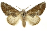  (Hemiceras muscosaDHJ04 - INB0004016319)  @13 [ ] Copyright (2012) J. Montero INBio