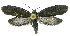  (Urodus phillipsEPR04 - INB0004016397)  @11 [ ] CreativeCommons - Attribution Non-Commercial Share-Alike (2012) National Biodiversity Institute of Costa Rica National Biodiversity Institute of Costa Rica