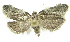  (Cochylina PhillipsEPR03 - INB0004016429)  @14 [ ] CreativeCommons - Attribution Non-Commercial Share-Alike (2012) National Biodiversity Institute of Costa Rica National Biodiversity Institute of Costa Rica
