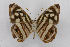  ( - INB0004024836)  @13 [ ] CreativeCommons - Attribution Non-Commercial Share-Alike (2012) National Biodiversity Institute of Costa Rica National Biodiversity Institute of Costa Rica