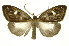  ( - INB0004033950)  @11 [ ] Copyright (2012) Juan Mata Lorenzen Unspecified