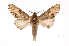  ( - INB0004049851)  @13 [ ] Copyright (2012) I. Chacon Instituto Nacional de Biodiversidad