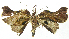  ( - INB0004068030)  @11 [ ] CreativeCommons - Attribution Non-Commercial Share-Alike  National Biodiversity Institute of Costa Rica National Biodiversity Institute of Costa Rica