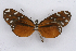  ( - INB0004073403)  @14 [ ] CreativeCommons - Attribution Non-Commercial Share-Alike (2012) National Biodiversity Institute of Costa Rica National Biodiversity Institute of Costa Rica