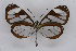  ( - INB0004073408)  @14 [ ] CreativeCommons - Attribution Non-Commercial Share-Alike (2012) National Biodiversity Institute of Costa Rica National Biodiversity Institute of Costa Rica
