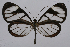  ( - INB0004073408)  @14 [ ] CreativeCommons - Attribution Non-Commercial Share-Alike (2012) National Biodiversity Institute of Costa Rica National Biodiversity Institute of Costa Rica
