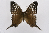  (Marpesia merops - INB0004075940)  @14 [ ] CreativeCommons - Attribution Non-Commercial Share-Alike (2012) National Biodiversity Institute of Costa Rica National Biodiversity Institute of Costa Rica