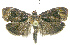  (Tortricin01 PhillipsEPR14 - INB0004078535)  @13 [ ] CreativeCommons - Attribution Non-Commercial Share-Alike (2012) National Biodiversity Institute of Costa Rica National Biodiversity Institute of Costa Rica