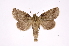  ( - INB0004080912)  @13 [ ] Copyright (2012) I. Chacon Instituto Nacional de Biodiversidad